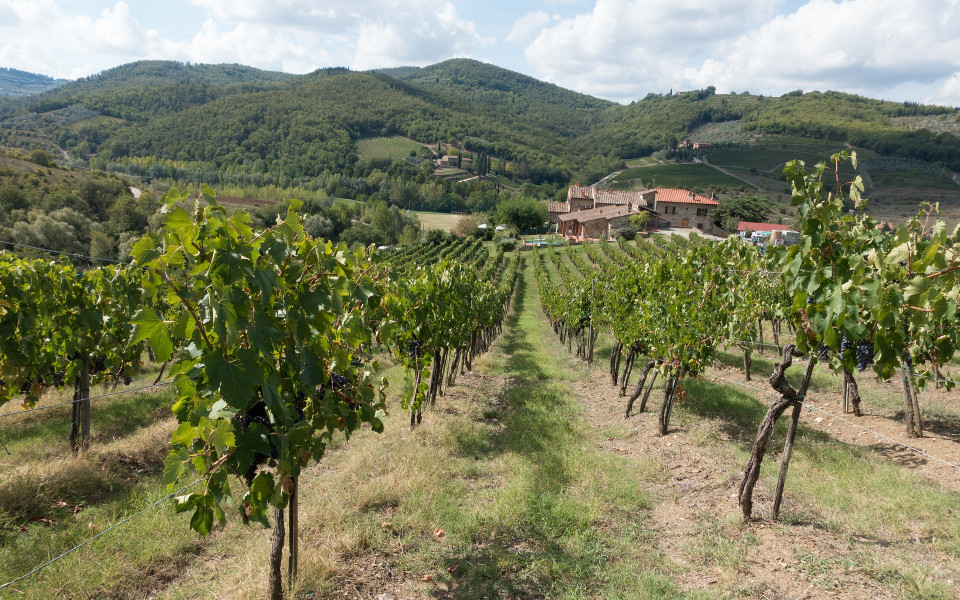 Weingebiet der Toskana